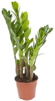 Kwiat Zamioculcas don 12cm szt. widok główny 