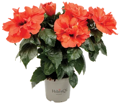 Kwiat Hibiskus don 13cm szt widok 1