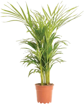 Zdjęcie produktu - Kwiat Palma Areka don 17cm szt