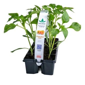 Rozsada Papryka żółta 10-pak szt widok 1