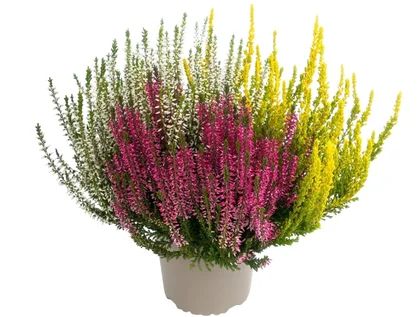 Kwiat Wrzos trzykolorowy don 13cm szt widok główny