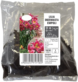 Cebula kwiatowa Lilia drzewiasta Empoli szt widok 1