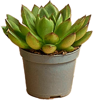 Kwiat Sukulenty don 6cm szt widok główny 