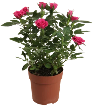 Kwiat Róża don 12cm szt. widok główny 