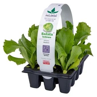 Rozsada Sałata lodowa 12-pak szt widok 1