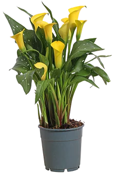 Zdjęcie produktu - Kwiat Kalia don 12cm szt