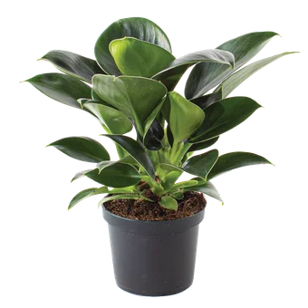 Kwiat Filodendron green princess don 11cm szt widok główny 