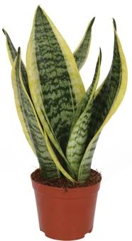 Kwiat Sansevieria don 12cm szt widok główny 
