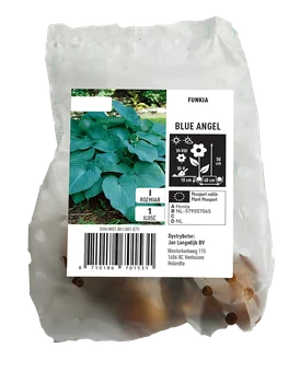 Cebula kwiatowa Funkia Blue Angel szt widok 1