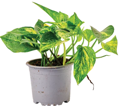Zdjęcie produktu - Kwiat Scindapsus don 10,5cm szt