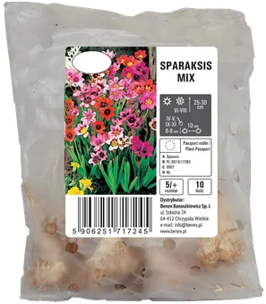 Cebula kwiatowa Sparaksis mix 10szt widok 1