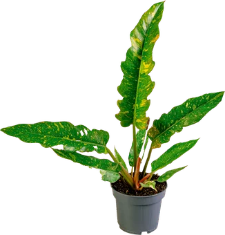 Kwiat Filodendron narrow don 12cm szt widok główny