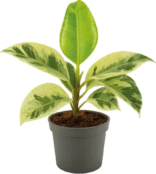 Zdjęcie produktu - Kwiat Fikus shivereana don 9cm szt