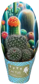 Kwiat Kaktus don 6cm szt widok główny 