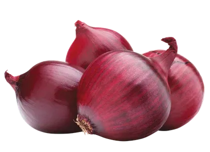 Cebula czerwona widok 1