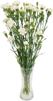 Kwiat bukiet Goździk 10szt widok główny 