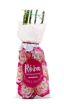 Krzew Róża dwukolorowa Double Delight balot szt. widok 1