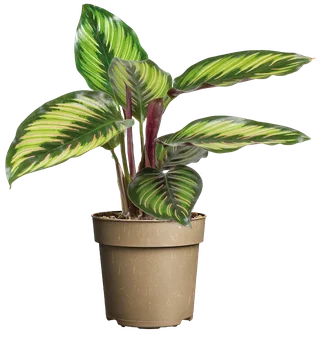Kwiat Calathea don 11cm szt widok główny 