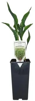 Zdjęcie produktu - Krzew Hosta don C2 szt