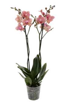 Kwiat Storczyk 2-pędowy don 12cm szt widok główny