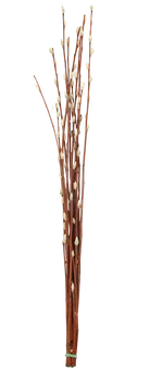 Zdjęcie produktu - Kwiat bukiet Bazie 50cm 8-10szt