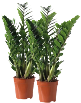 Kwiat Zamioculcas don 17cm szt widok 1