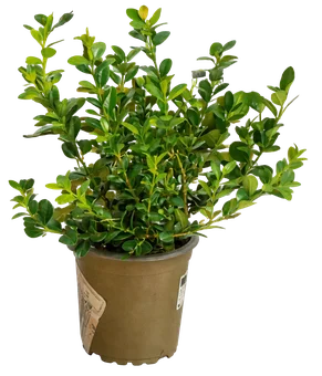 Krzew Bukszpan don 9cm szt. widok 3