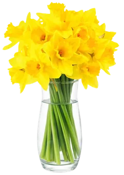 Kwiat bukiet żonkil 20szt widok główny