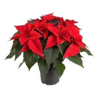 Kwiat Gwiazda Betlejemska don 19cm szt widok 1