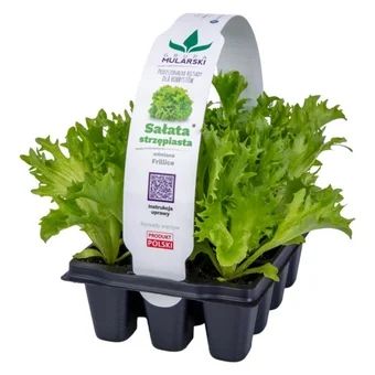 Rozsada Sałata strzępiasta 12-pak szt widok 1