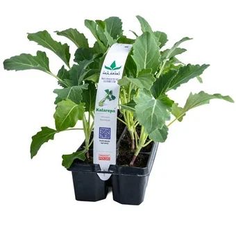 Rozsada Kalarepa 10-pak szt widok 1