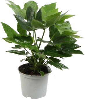 Kwiat Fatsia don 12cm szt widok główny 