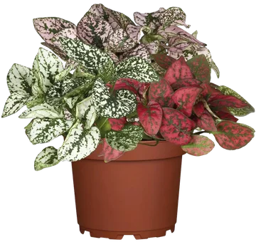 Kwiat Niedośpian don 12cm szt. widok główny 