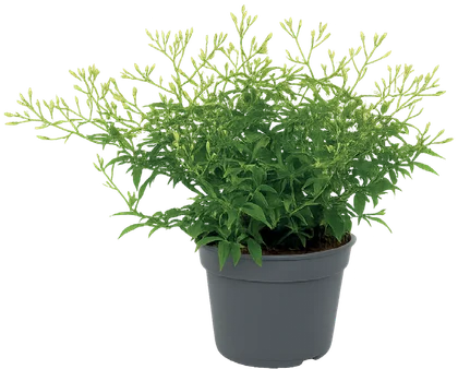 Kwiat Jaśmin don 12cm szt widok 1