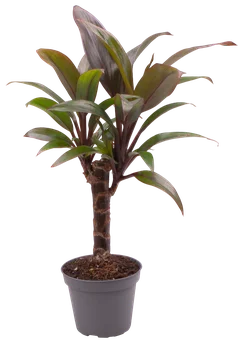 Kwiat Rośliny zielone na pniu don 6cm szt widok 6