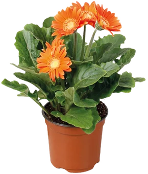 Kwiat Gerbera don 12cm szt widok 1