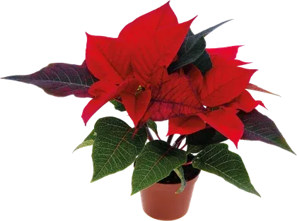 Kwiat Gwiazda Betlejemska don 6cm szt widok główny