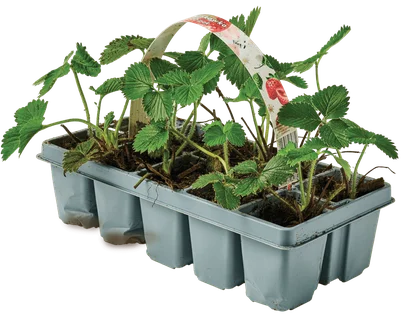 Zdjęcie produktu - Sadzonka Truskawka 10-pak szt