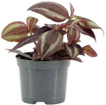 Kwiat Rośliny zielone don 8,5cm szt widok główny 