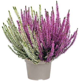 Kwiat Wrzos Garden Girls dwukolorowy don 13cm szt widok 1