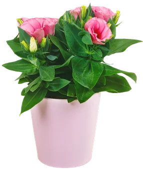 Kwiat Eustoma w ceramice don 12cm szt. widok główny
