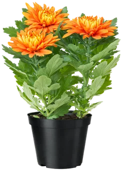 Kwiat Chryzantema don 12cm szt widok główny 