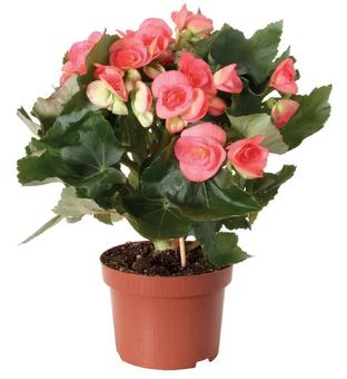 Zdjęcie produktu - Kwiat Begonia elatior don 12cm szt