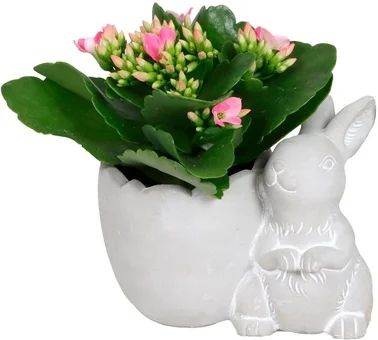 Zdjęcie produktu - Kwiat Kalanchoe w ceramice zajączek don 6cm szt