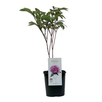 Krzew ozdobny Piwonia don C2 szt. widok 1