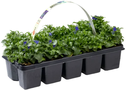 Zdjęcie produktu - Kwiat Rabatówka 10-pak szt