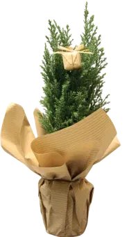 Cyprysik Ellwoodii z dekoracją don 9cm szt widok główny 