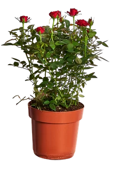 Kwiat Róża don. 17cm szt. widok główny 