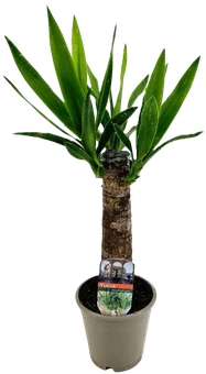 Zdjęcie produktu - Kwiat Yucca don 12cm szt