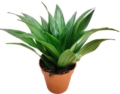 Kwiat Dracena compacta don 9cm szt widok główny 